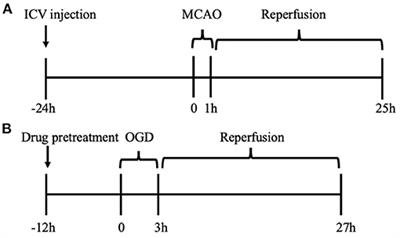 TRPC6 Attenuates Cortical Astrocytic Apoptosis and Inflammation in Cerebral Ischemic/Reperfusion Injury